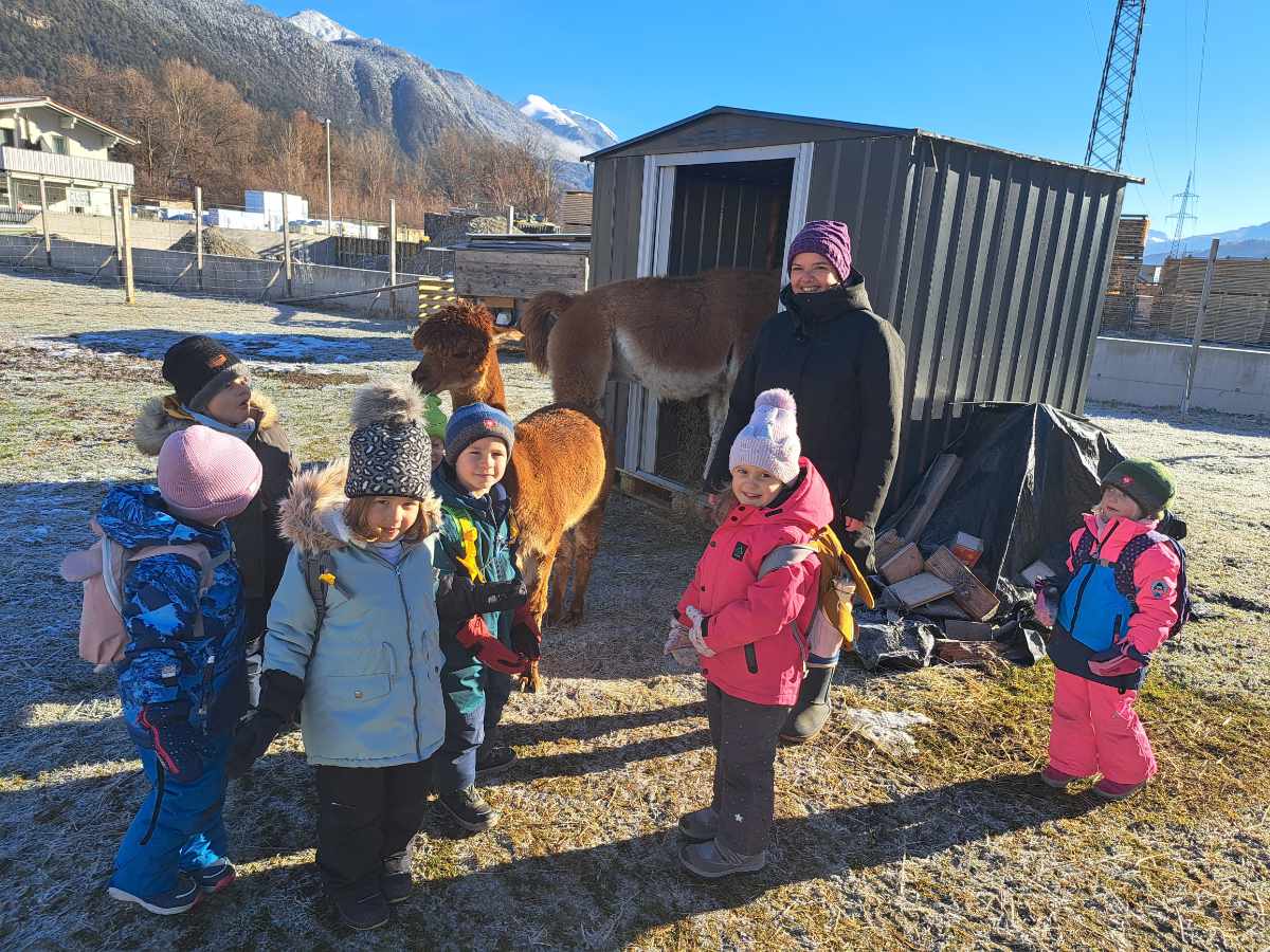 20251120_alpakas-lamas_01