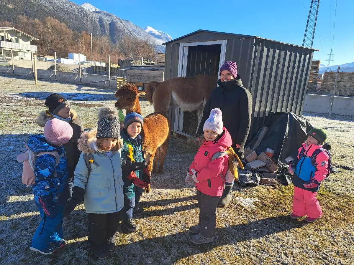 Kindergartenkinder besuchen die Alpakas und Lamas in Flaurling.