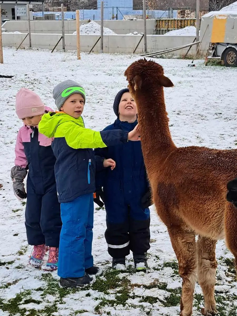 Kinder neben einem Lama beim Ausflug nach Flaurling.